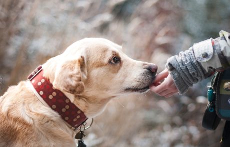 Humans and dogs share similarities in gut microbiome