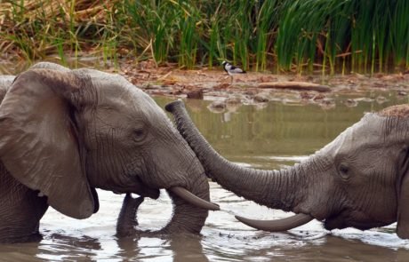Why don’t elephants get cancer?