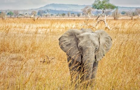 Elephant poaching rates are declining in Africa, but elephants remain threatened