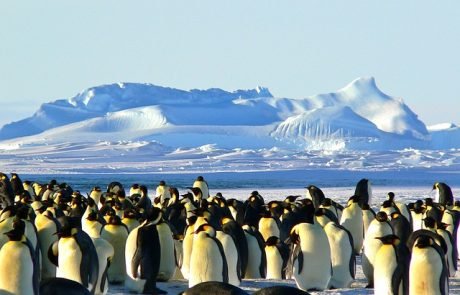 Pinguine aus dem Weltall entdeckt