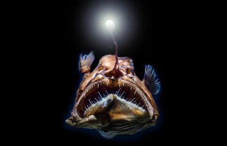 Deep-sea fish living in near darkness have evolved incredible vision