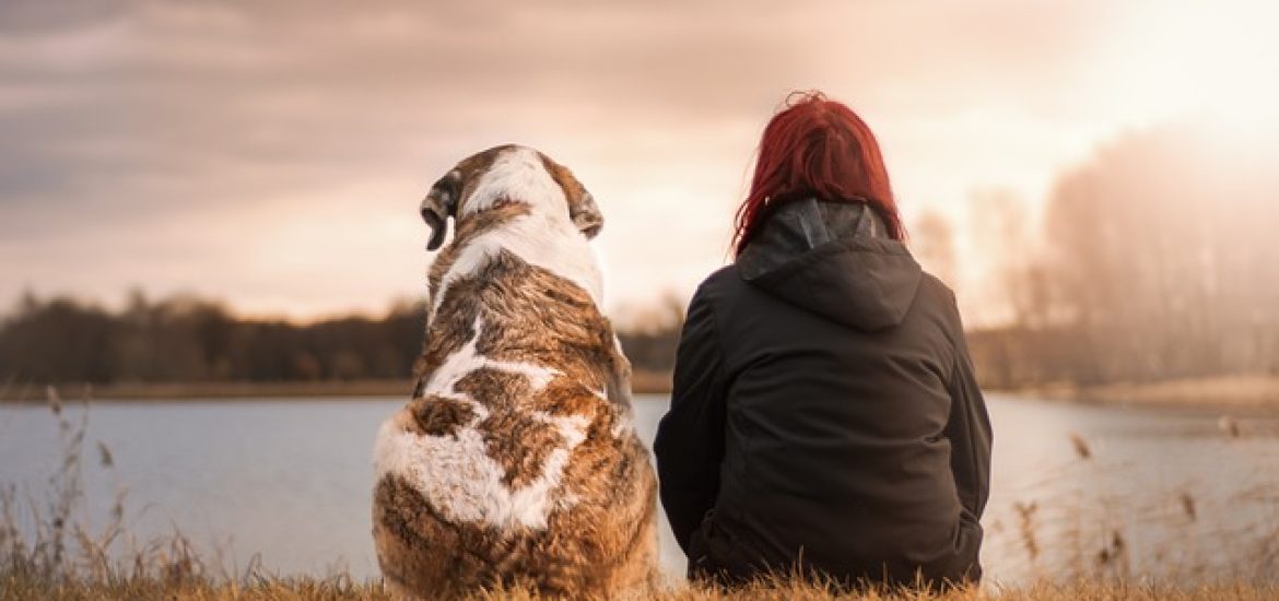 Gehirne von Hunden und Menschen funktionieren ähnlich