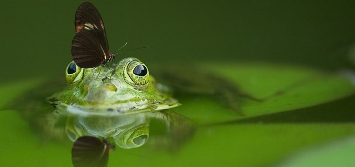 Dank neuer Teiche: Amphibienpopulation in der Schweiz erholt sich