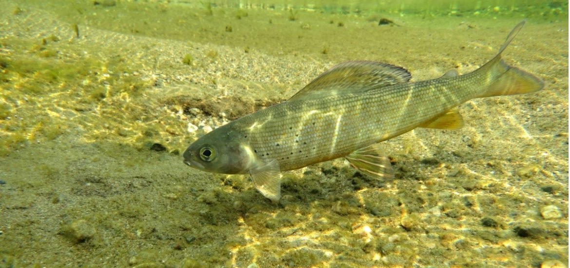 Many native fish species of Bavaria’s waterways are at risk of extinction