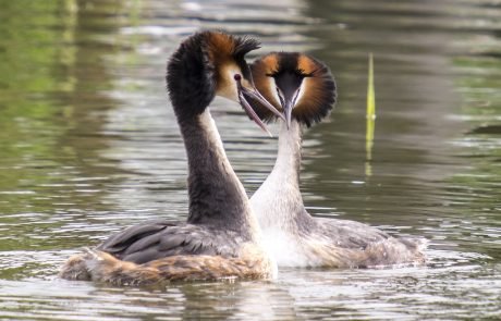 Érosion de la biodiversité : à qui se fier ?