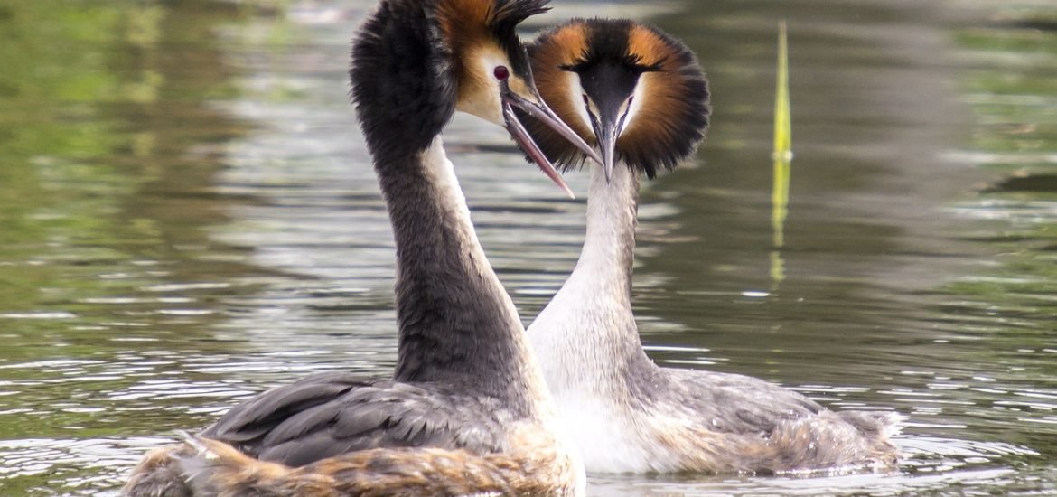 Érosion de la biodiversité : à qui se fier ?