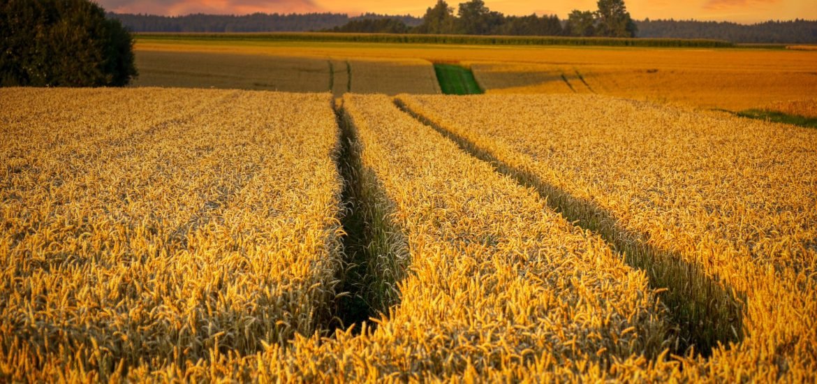 Landwirtschaftliche Innovationen sind entscheidend für die vom Klima bedrohte Ernährungssicherheit und Nachhaltigkeit