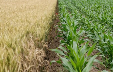 Scientists increase crop production by 47%