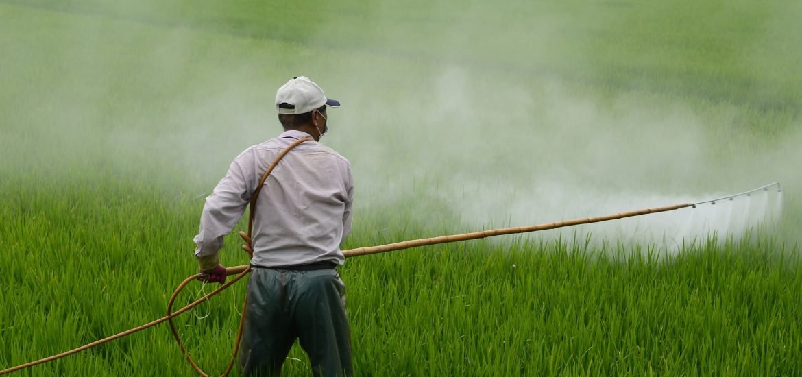 Exposure to herbicide ingredient may shorten pregnancy