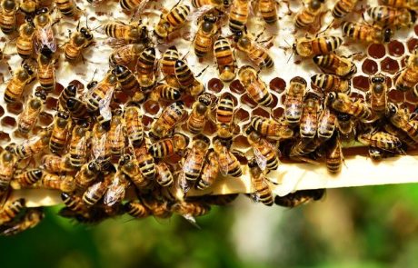 Bei Angriffen schreien Bienen um ihr Leben