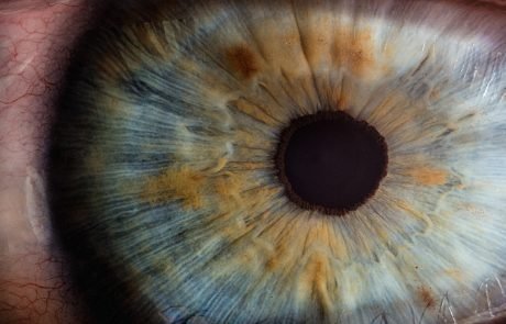Wissenschaftler finden Ursprung des Sehens