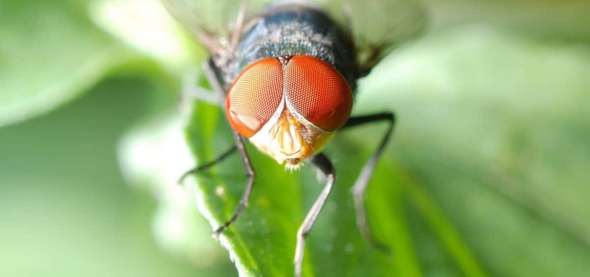 Scientists lay down a ‘roadmap to recovery’ for reversing the ‘insect apocalypse’