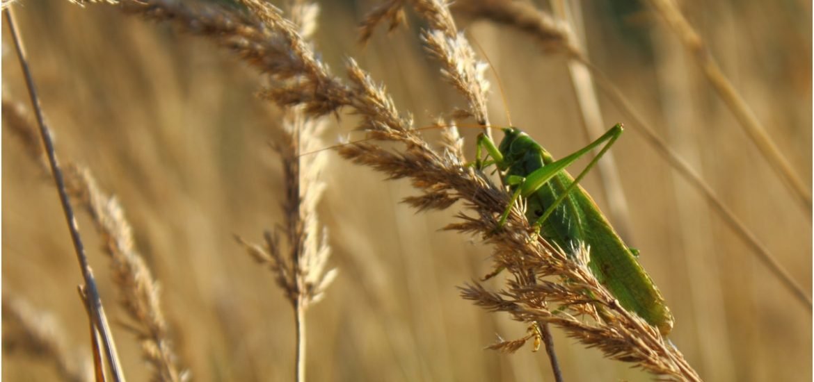 Global warming expected to increase insect numbers, new model predicts