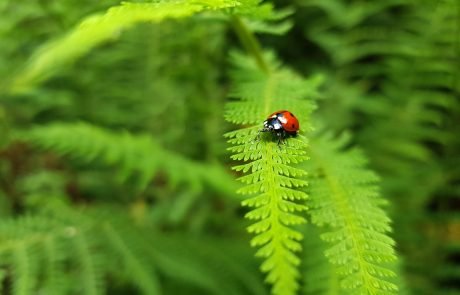 Limiting global warming to 1.5°C would protect biodiversity