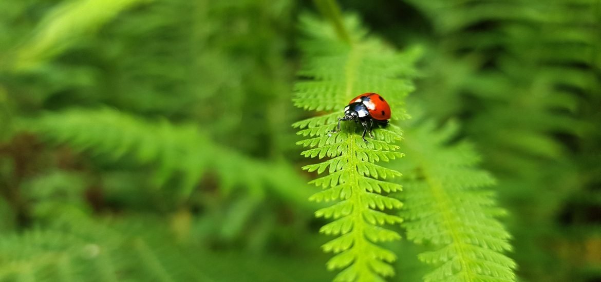 Limiting global warming to 1.5°C would protect biodiversity