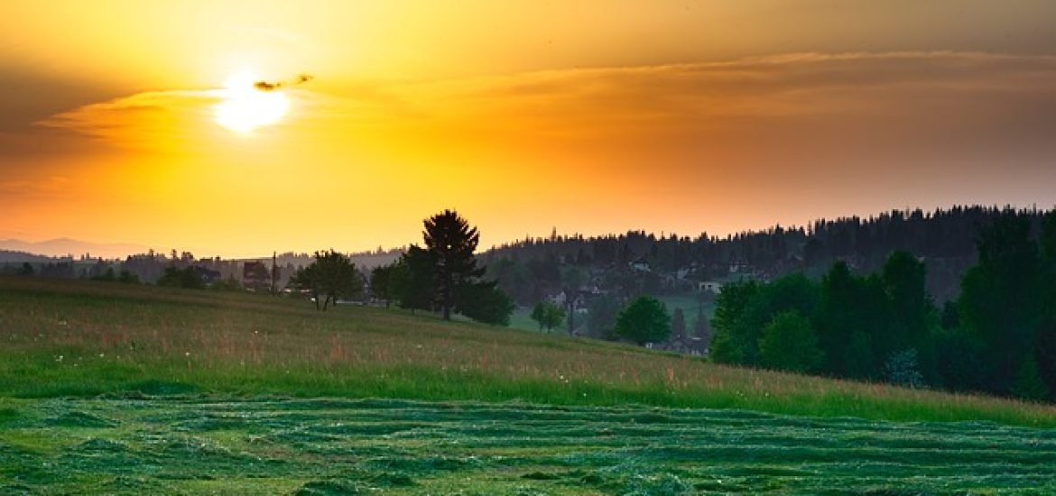 Frisch geschnittenes Gras könnte Geheimnis für Biopestizid bergen