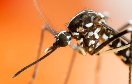 How will climate change affect the global spread of disease-carrying mosquitoes?