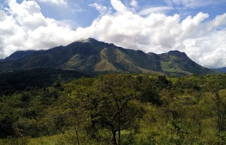 Forscher entdecken kleinste „gezähnte“ Frösche in Indonesien