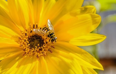 New EU analysis says pesticides threaten bees