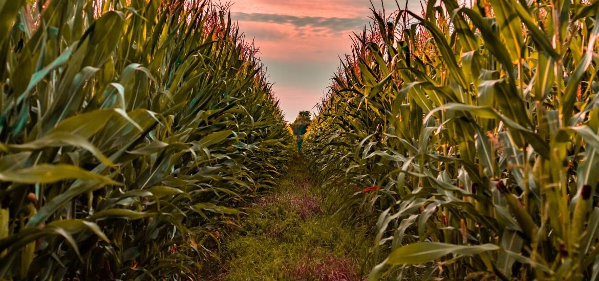 Study finds GMOs increase crop yields and benefit health