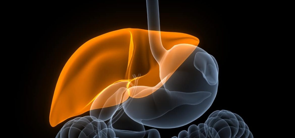 Newly identified cell type may be the key to regenerating the liver