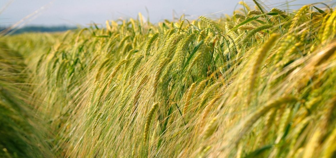 Higher atmospheric CO2 levels are leading to less nutritious crops