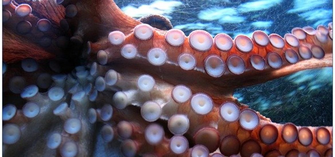 Neuer Robo-Unterwasserhandschuh soll Menschen Oktopus-Fähigkeiten verleihen