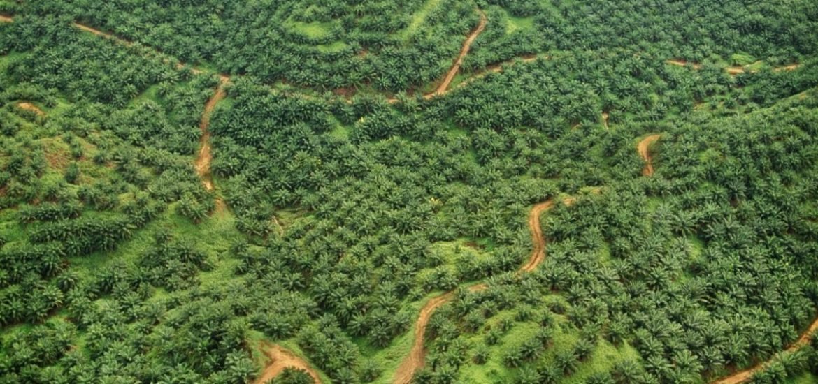 Are palm oil-based biofuels truly eco-friendly?