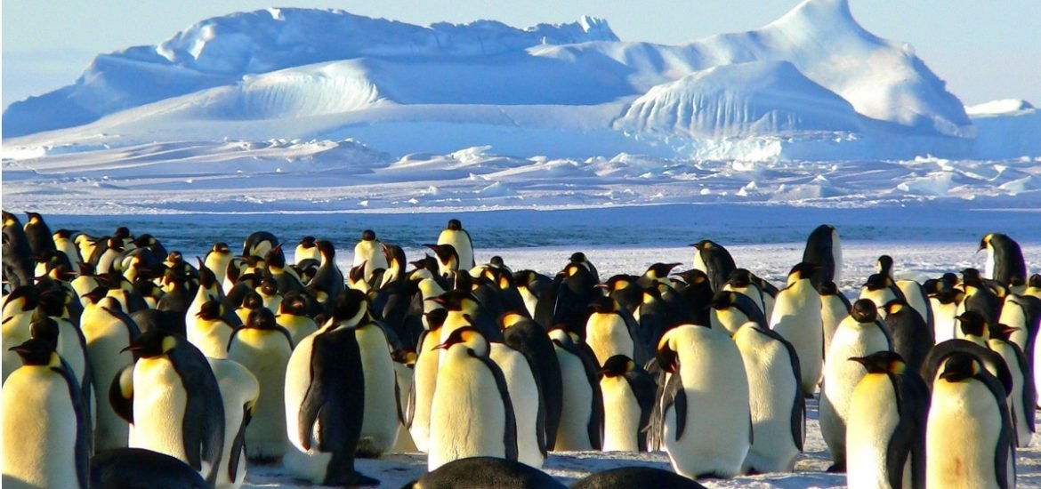 Plight of the penguins: reverse zoonosis is making seabirds sick in Antarctica