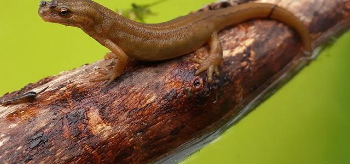 Salamander gehen in die Luft: Wie Amphibien durch den Himmel gleiten