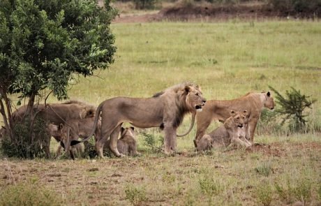 Kettenreaktion in Kenia: Löwen müssen Jagdverhalten aufgrund einer winzigen Ameisenart anpassen