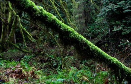 Regenwald: Regeneration von Baumbestand nach Abholzung gefährdet