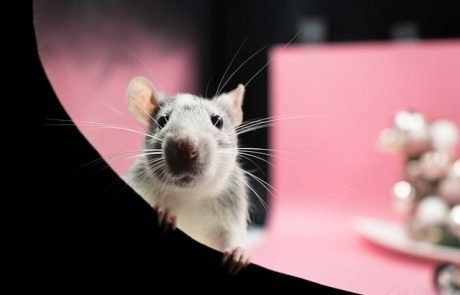 Forscher wollen Ratten von Inseln vertreiben und erhoffen sich positive Auswirkungen auf Vogel- und Fischpopulationen