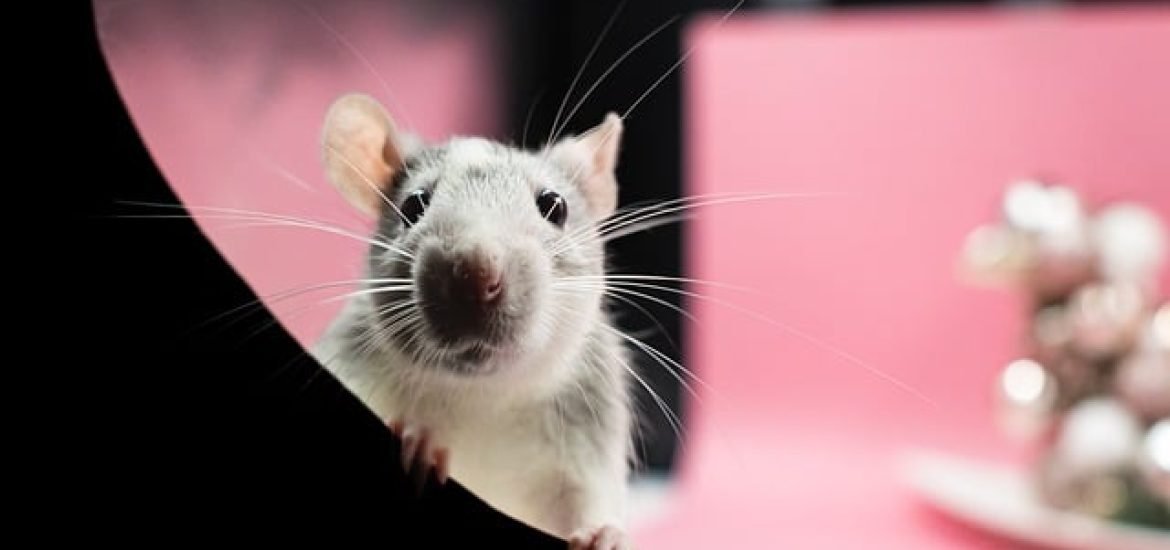 Forscher wollen Ratten von Inseln vertreiben und erhoffen sich positive Auswirkungen auf Vogel- und Fischpopulationen