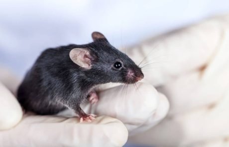 In landmark study scientists restore lost vision in mice