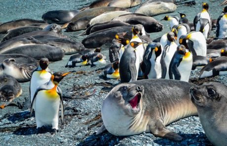 Seal and penguin poop create “biodiversity hotspots” in the Antarctic