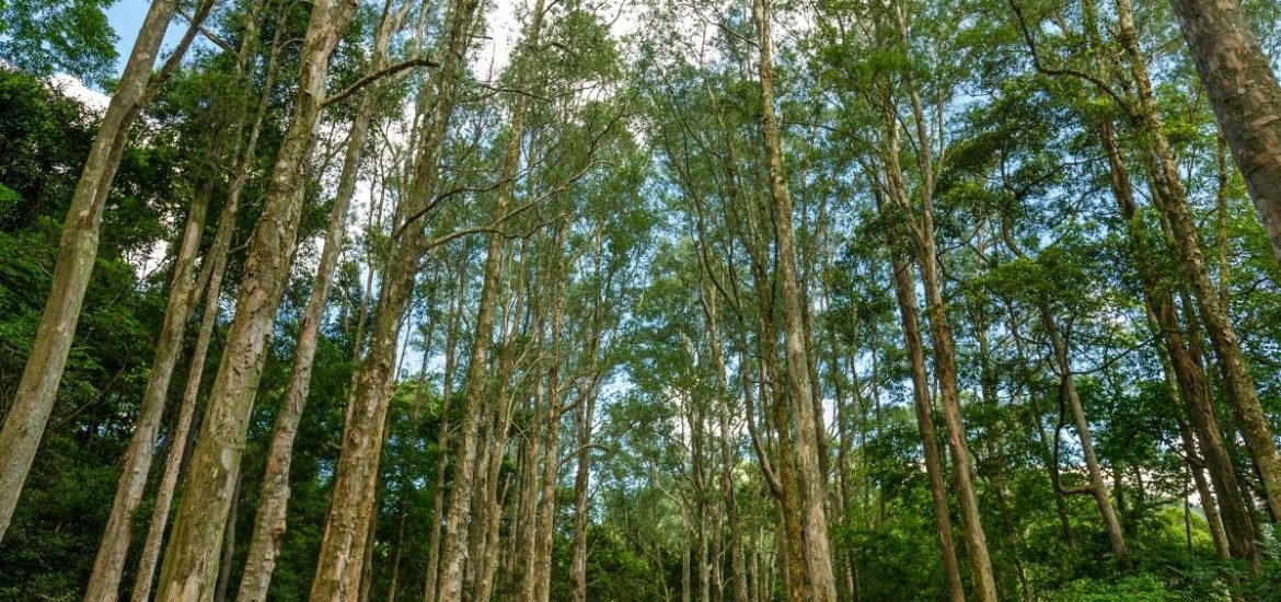 The world’s forests are becoming shorter and younger