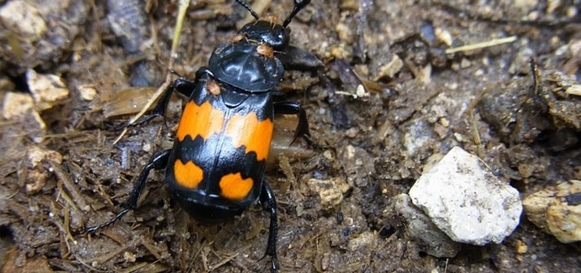 Wie bauen Totengräber-Käfer in einem Kadaver ein sicheres Nest?