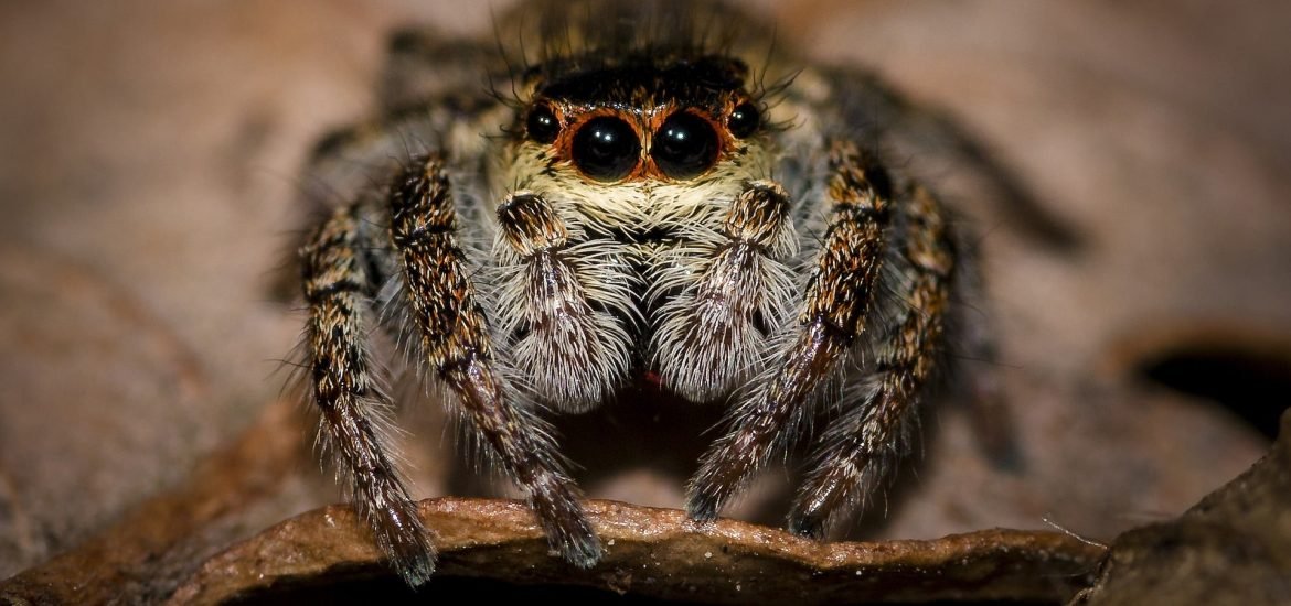 Scientists teach spider to jump with hope of building new robots