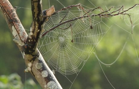 Spiders use electric fields to glide through the air