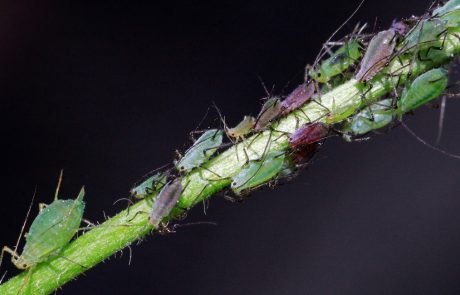 Scientists are using CRISPR-based technology to target agricultural pests