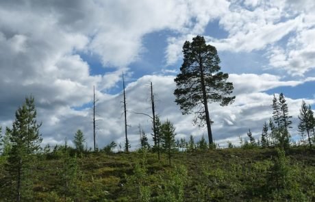 Aufforstung von Regenwäldern: nur die Hälfte der gepflanzten Bäume überlebt