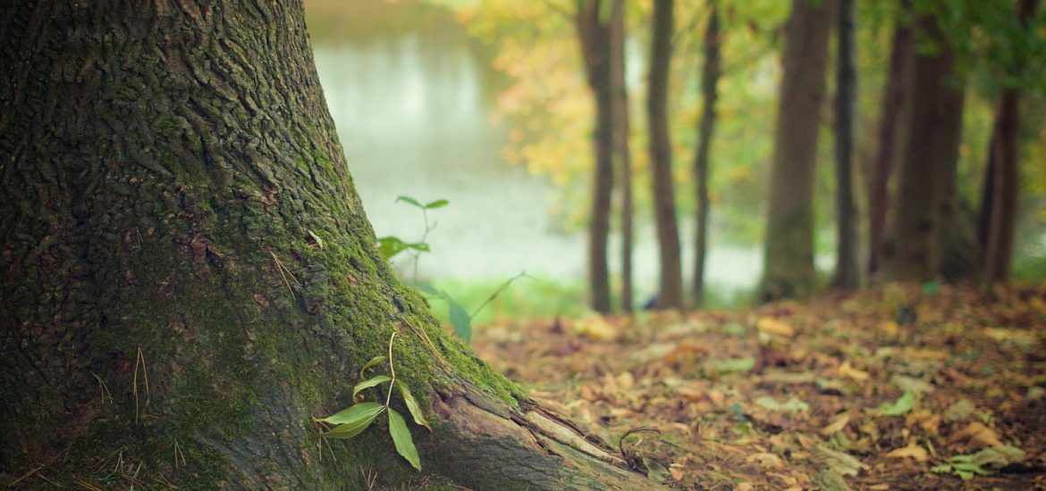 Pollution is causing tree malnutrition in Europe