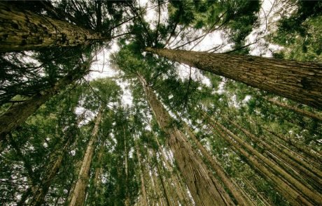 How climate change is affecting global forests: bigger trees are producing more light scattering compounds but may be soaking up less CO2