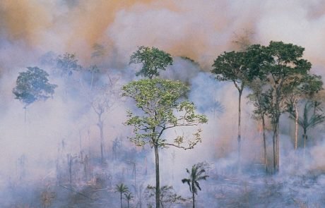 Ability of tropical forests to act as carbon sink is diminishing