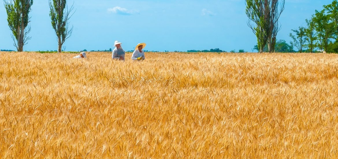 Agriculture ou environnement ? Le faux « dilemme ukrainien »