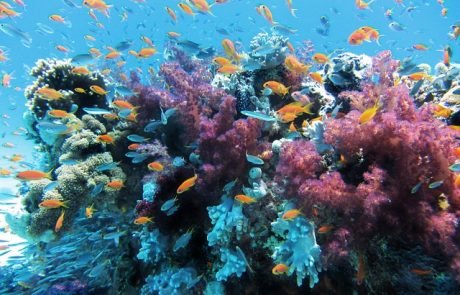 Überlebenskampf der Korallen bei steigenden Meerestemperaturen: Mikroben geben Hoffnung