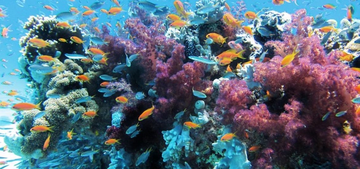 Überlebenskampf der Korallen bei steigenden Meerestemperaturen: Mikroben geben Hoffnung