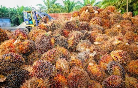 EU caps the use of palm oil in fuels