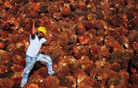 Interdiction de l’huile de palme : la Malaisie promet une riposte